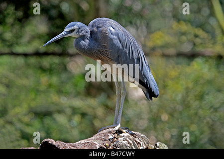White-faced Heron (Egretta Novaehollandiae) ist die am weitesten verbreitete Reiher in Australien. Stockfoto