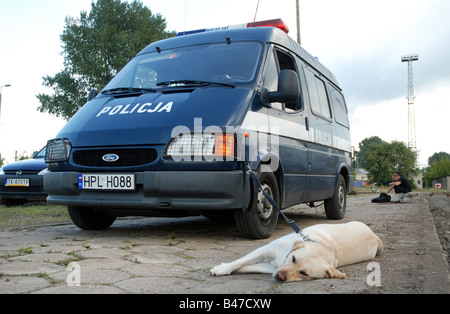 Labrador Sniffer Polizeihund ausgebildet für das Medikament suchen Stockfoto