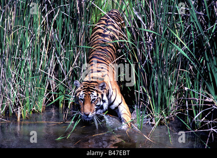 Sumatra-Tiger (Panthera Tigris Sumatrae), die kleinste von allen Tigern, betritt einen Fluss. Sie haben Gurtband zwischen ihren Füßen. Stockfoto