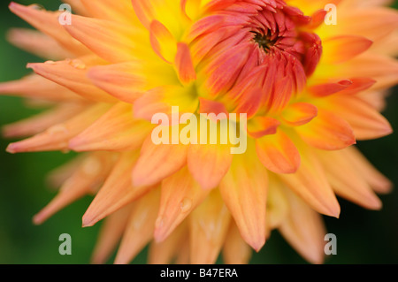 Dahlie Sorte abstrakt Nahaufnahme von Blüten mit Wassertropfen Stockfoto