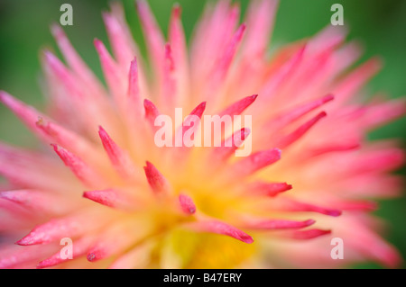 Dahlie Sorte abstrakt Nahaufnahme von Blütenblatt Bildung Stockfoto