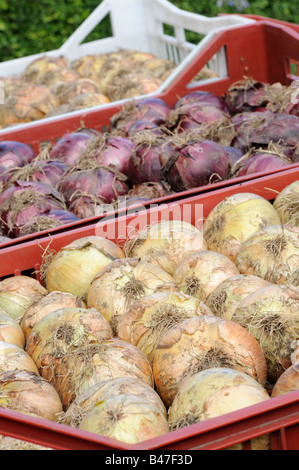 Hause angebaut Maincrop winter Zwiebeln Red Baron neue Fen Globe in Ablagen bereit für UK August Stockfoto