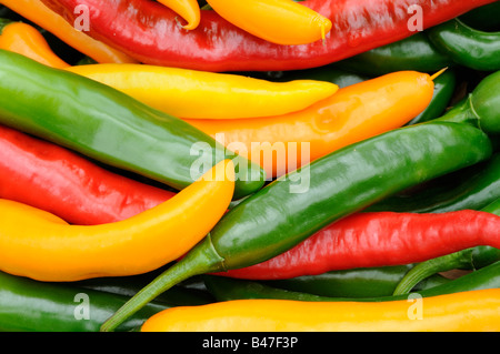 Frisch gepflückt Nahaufnahme Schuss rot grün gelb Chillies Stockfoto