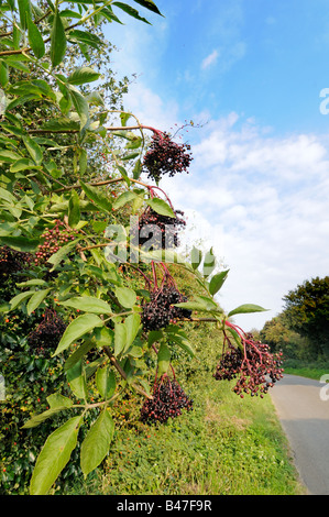 September am Straßenrand Holunder Sambucus Nigra Norfolk UK Stockfoto