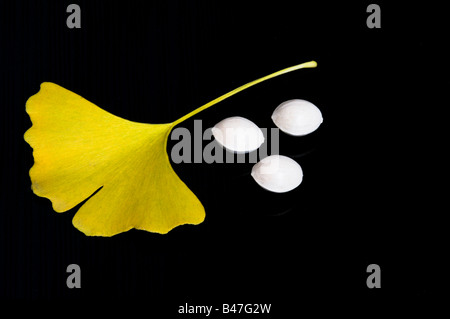 Ginkgo Biloba gelbe Blätter und Samen auf schwarzem Hintergrund Stockfoto