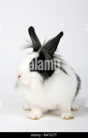 Löwe Mähne Zwerg Kaninchen schwarz / weiß 13 Wochen Hauskaninchen Stockfoto