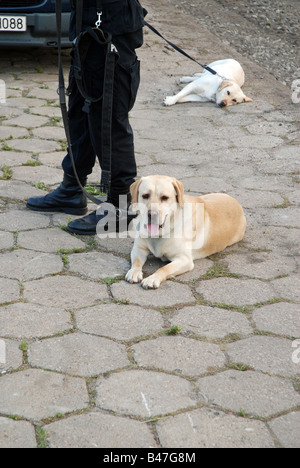 Polizei-Labrador-Spürhunde ausgebildet für das Medikament suchen Stockfoto