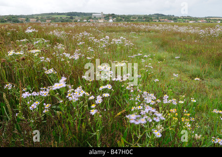 Meer Aster Aster Tripolium am Salzwiesen mit Blick auf Salthouse Dorf UK September blühend Stockfoto