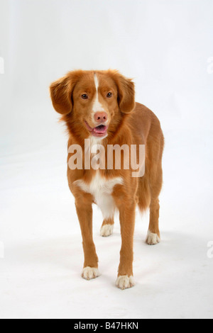 Nova Scotia Duck Tolling Retriever Stockfoto