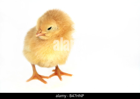 kleine nette Huhn isoliert auf weiss Stockfoto