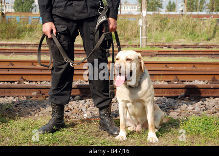 Labrador Sniffer Polizeihund ausgebildet für das Medikament suchen Stockfoto