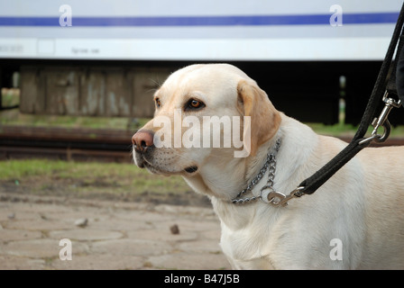 Labrador Sniffer Polizeihund ausgebildet für das Medikament suchen Stockfoto