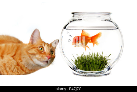 Orange Tabby Katze beobachten verschmitzt ein Goldfisch in eine Schüssel geben Stockfoto