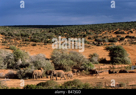 Elefantenherde (Loxodonta africana) am Wasserloch, gefährdet, Addo Elephant National Park, Garden Route, Eastern Cape, Südafrika, Afrika Stockfoto