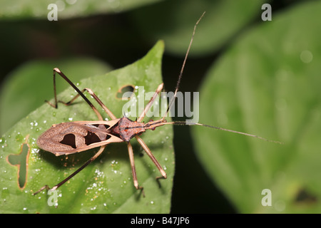 sehr reich verzierten tropischen Reduviidae Assassin Fehler in Malaysia gefunden Stockfoto