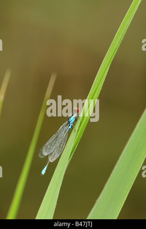 Kleine rote Augen Damselfly Erythromma Viridulum ruht auf Reed stammen Norfolk UK August Stockfoto