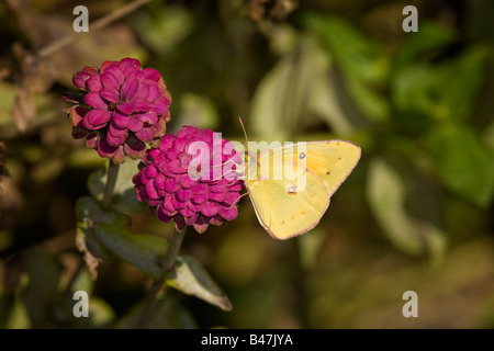 Gemeinsamen Schwefel Nectaring auf Zinnie Stockfoto