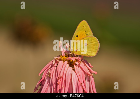 Gemeinsamen Schwefel Nectaring auf Zinnie Stockfoto