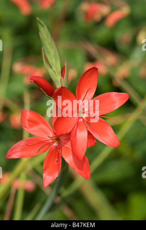 Montbretia Blume blühenden "Crocosmia Aurea" Stockfoto