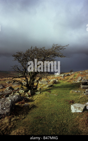 Windgepeitschten Baum auf Bodmin Moor, nach einem Sturm von Sonnenlicht beleuchtet Stockfoto