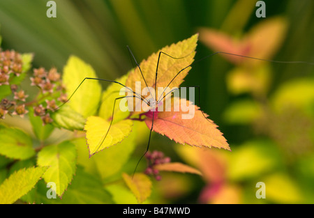 Leiobunum Rotundum (Harvestman) auf einem Garten Strauch Stockfoto