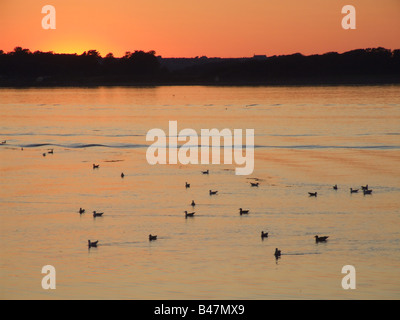 viele Möwen schwimmen in Caernarfon Bay, wales Stockfoto