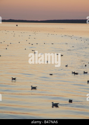 viele Möwen schwimmen in Caernarfon Bay, wales Stockfoto