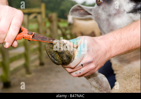 Landwirt trimmen und Inspektion ein Schafe Füße mit Fuß Trimmer Lancashire England Stockfoto