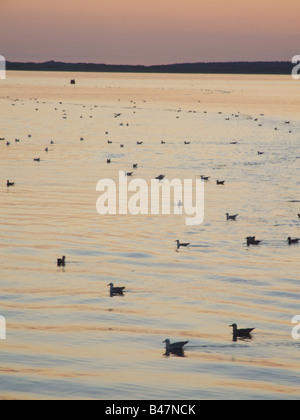 viele Möwen schwimmen in Caernarfon Bay, wales Stockfoto