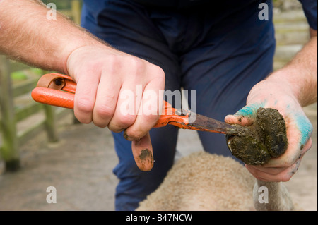 Landwirt trimmen und Inspektion ein Schafe Füße mit Fuß Trimmer Lancashire England Stockfoto