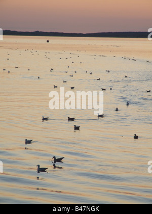 viele Möwen schwimmen in Caernarfon Bay, wales Stockfoto