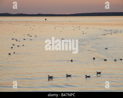 viele Möwen schwimmen in Caernarfon Bay, wales Stockfoto