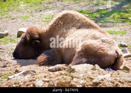 Ein American Buffalo ruht auf Schmutz Stockfoto