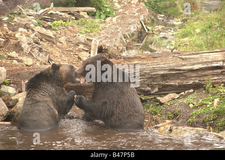 Sparring Grizzlybären - zwei männliche Grizzly Bären kämpfen um Dominanz zu bestimmen. Stockfoto