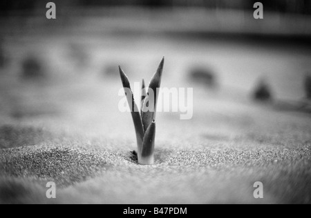 Sisal-Shooting ragt aus dem Sand an einem Strand in Tainan, Taiwan. Stockfoto