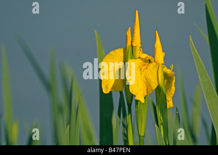 Flag-Iris, gelbe Flagge (Iris Pseudacorus) Blüte Stockfoto