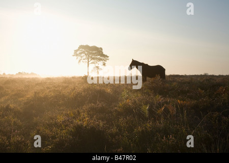 New Forest Pony auf Wilverley Ebene bei Sonnenaufgang New Forest Nationalpark Hampshire England Stockfoto