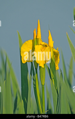 Flag-Iris, gelbe Flagge (Iris Pseudacorus) Blüte Stockfoto