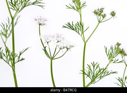 Blumen Coriandrum Sativum Koriander Stockfoto