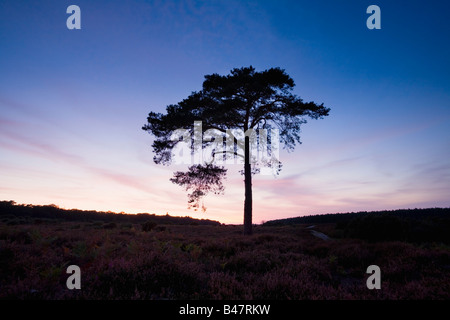 Lone Pine Tree auf Wilverley Ebene bei Abenddämmerung New Forest Nationalpark Hampshire England Stockfoto