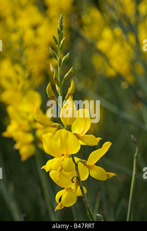 Spanisch Besen Blume "Spartium Junceum" Stockfoto