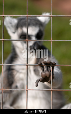 Ring-tailed Lemur hinter Draht Gitter Stockfoto