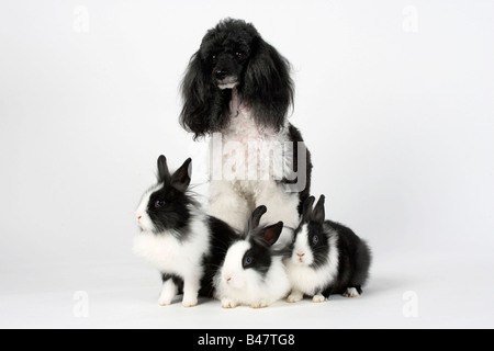 Miniatur Pudel Harlekin und Löwe Mähne Zwerg Kaninchen schwarz / weiß 13 Wochen Hauskaninchen Stockfoto