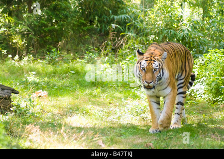 Ein wilder Tiger auf der Pirsch in einer natürlichen Umgebung Stockfoto