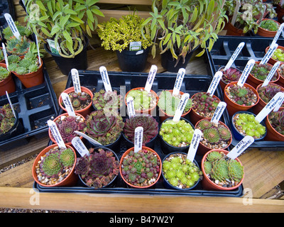 Alpine und Garten Steingartenpflanzen auf Verkauf in der Mitte des Gartens am Sledmere Haus East Yorkshire Stockfoto