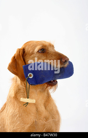 Ungarische Draht kurzhaarige Vorstehhund mit Dummy-Magyar Vizsla Stockfoto