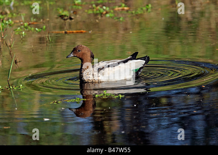 Männliche australische Holz Ente (Chenonetta Jubata), die leicht in lebt bewaldeten Sümpfen und Mooren, an einem Bach in Australien. Stockfoto