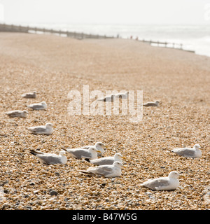 Vögel am Strand Stockfoto