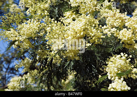 Blühende Akazien-Filiale an der Lagoa de Albufeira in Portugal Stockfoto