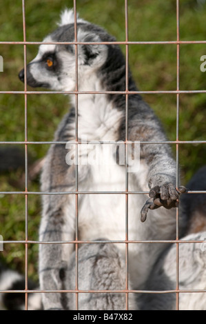 Ring-tailed Lemur hinter Draht Gitter Stockfoto